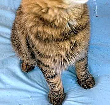 Photo of Fluffy