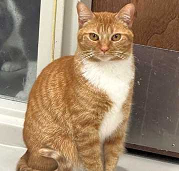 Photo of Tinker