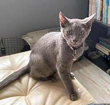 Photo of Ramone