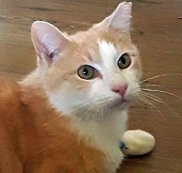 Photo of Jesse (& Jerry) bonded *FEE WAIVED*