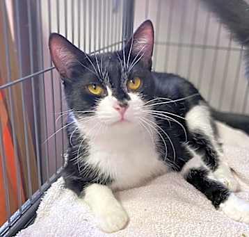 Photo of Aggie