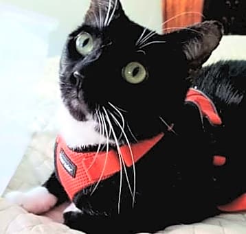 Photo of James the Cat