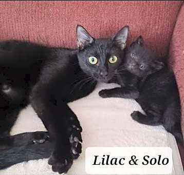 Photo of Lilac
