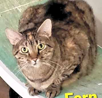 Photo of Fern