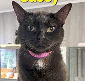 Photo of Sassy