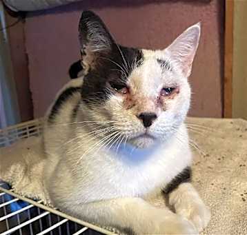Photo of Amias - FIV+