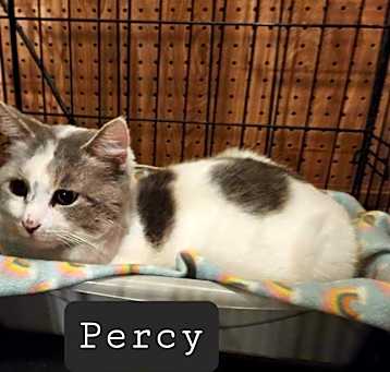 Photo of Percy