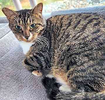 Photo of Nougat