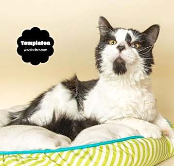 Photo of TEMPLETON (Silly & Very Sweet)