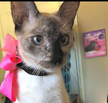 Photo of Lily