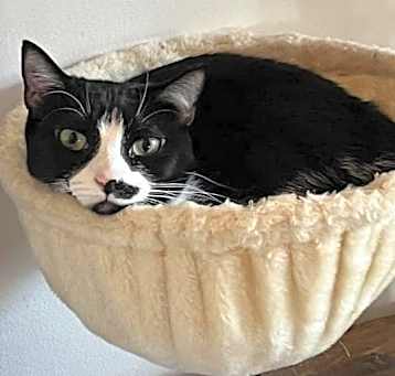 Photo of Dumpling