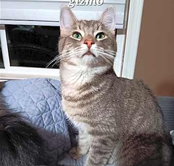 Photo of Gizmo [CP]
