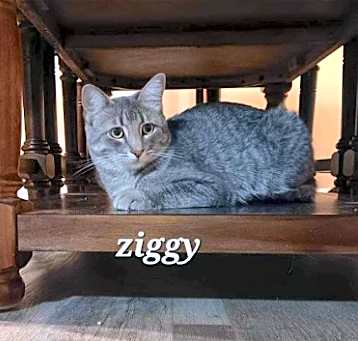 Photo of Ziggy [CP]