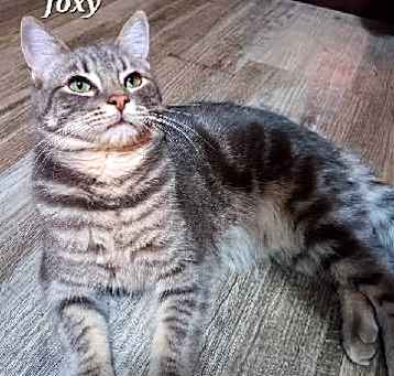 Photo of Foxy [CP]