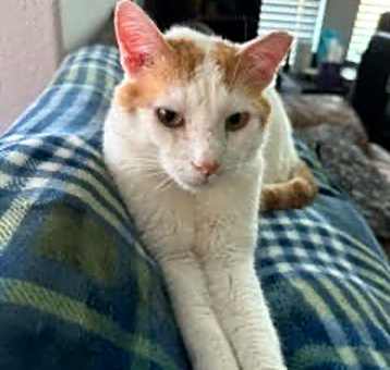 Photo of Buddy
