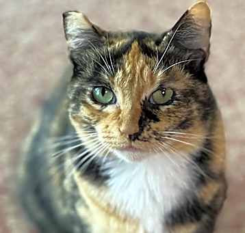 Photo of Cleopatra