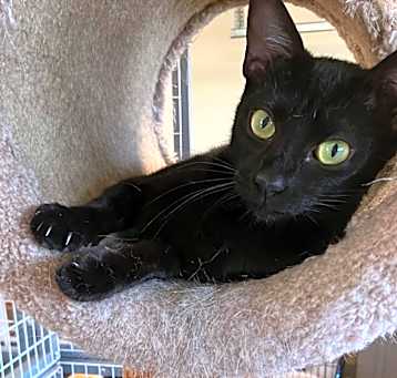 Photo of Ebony