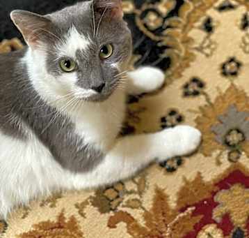 Photo of Grey