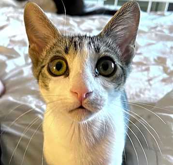 Photo of Snickers