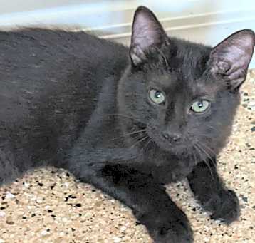 Photo of Pepper