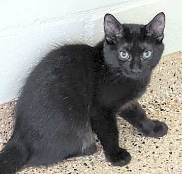 Photo of Smokey