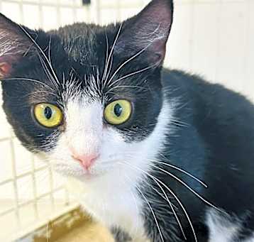 Photo of Lady Oregon