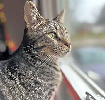 Photo of Kabuki