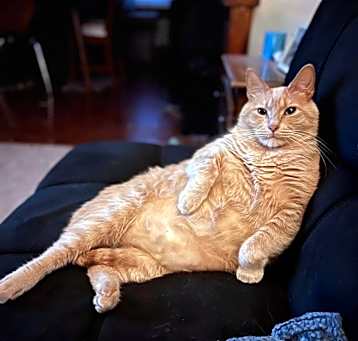 Photo of Rollo