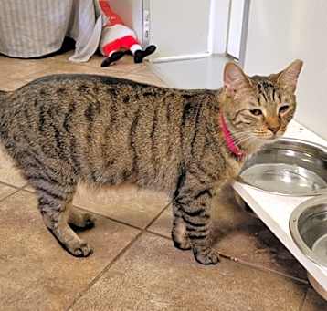 Photo of Zelda