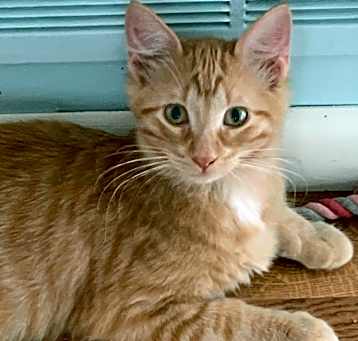 Photo of Nutmeg