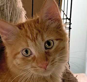 Photo of Dodger