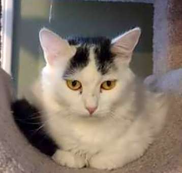 Photo of Olive