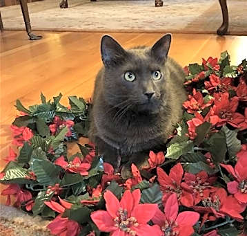 Photo of zz 'Hobbes' courtesy listing