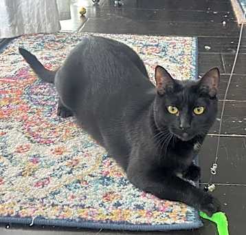 Photo of Mousse