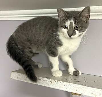 Photo of Nala