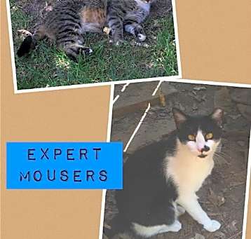 Photo of Expert Mouser