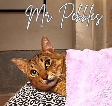 Photo of Mr. Pebbles