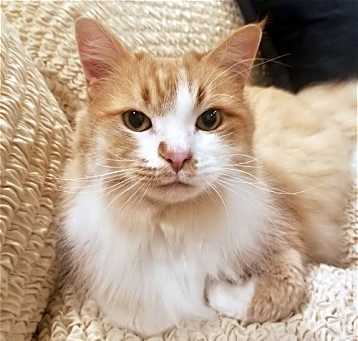 Photo of Simba