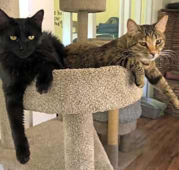 Photo of Wolfie and Garnet