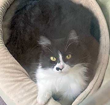 Photo of Puddy Tat