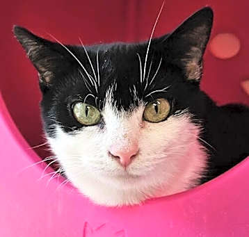Photo of Susie 4792C