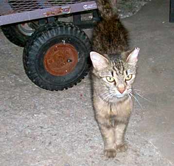 Photo of JUNIPER