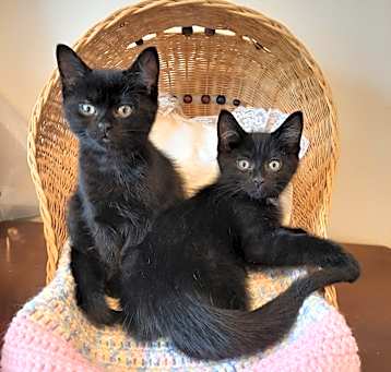Photo of Skye & Juno