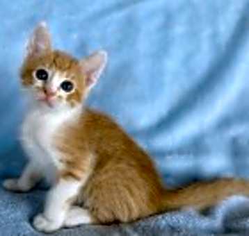 Photo of Garfield