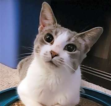 Photo of Primrose