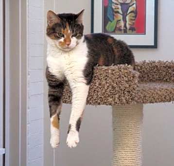 Photo of Penny