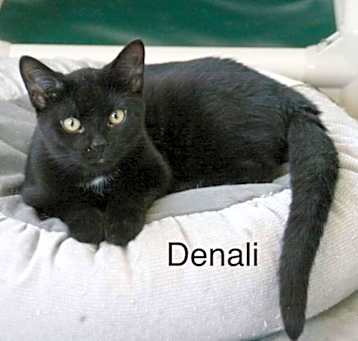 Photo of Denali