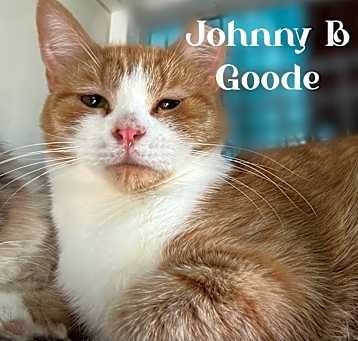 Photo of Johnny B Goode