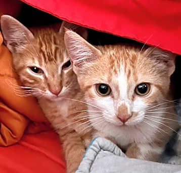 Photo of ARCHIE and LILBET