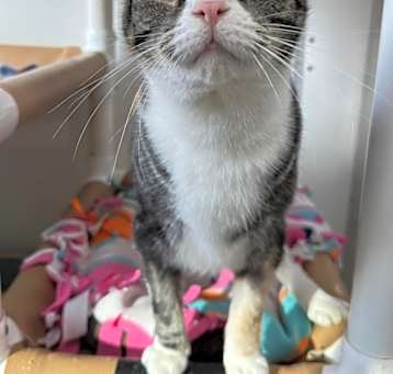 Photo of Sesame